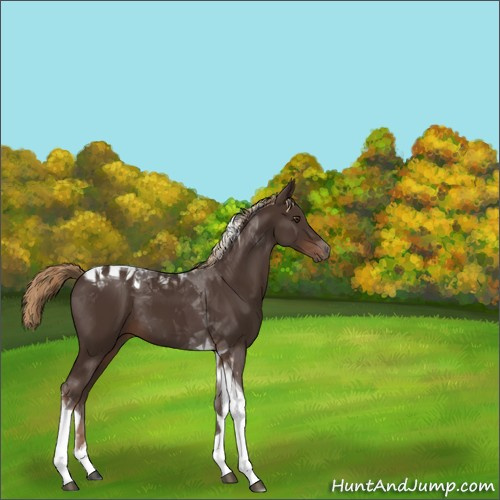 Horse Color:Liver Chestnut Tobiano 