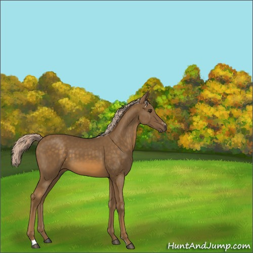 Horse Color:Chocolate Palomino Sabino 