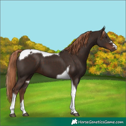 Horse Color:Liver Chestnut Tobiano 