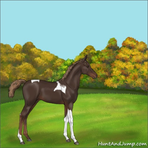 Horse Color:Liver Chestnut Tobiano 