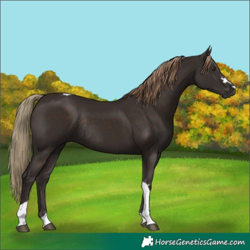 Horse Color:Liver Chestnut Tobiano Rabicano 