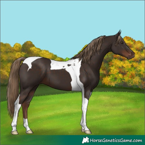 Horse Color:Liver Chestnut Tobiano 