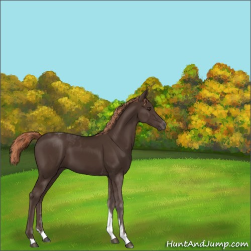 Horse Color:Liver Chestnut Tobiano 