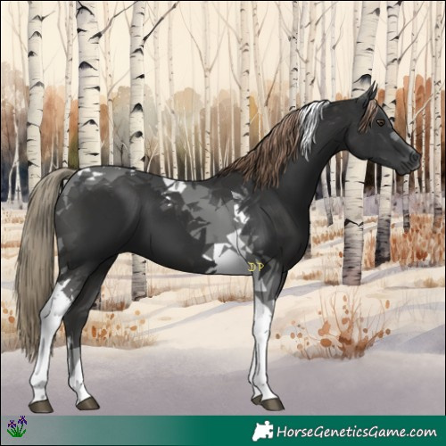 Horse Color:Liver Chestnut Tobiano 