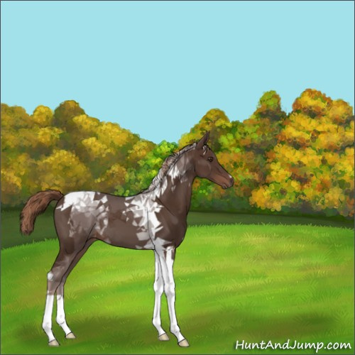 Horse Color:Liver Chestnut Tobiano 