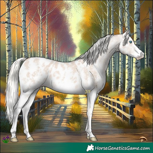 Horse Color:Cremello Sabino Appaloosa 