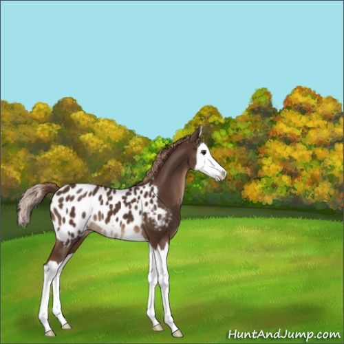 Horse Color:Liver Chestnut Splash Near Leopard 