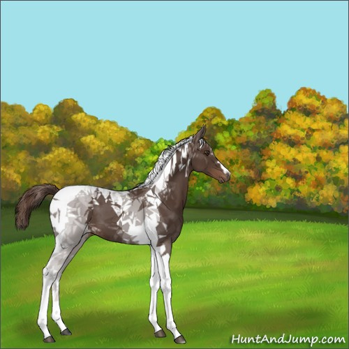 Horse Color:Liver Chestnut Tobiano 