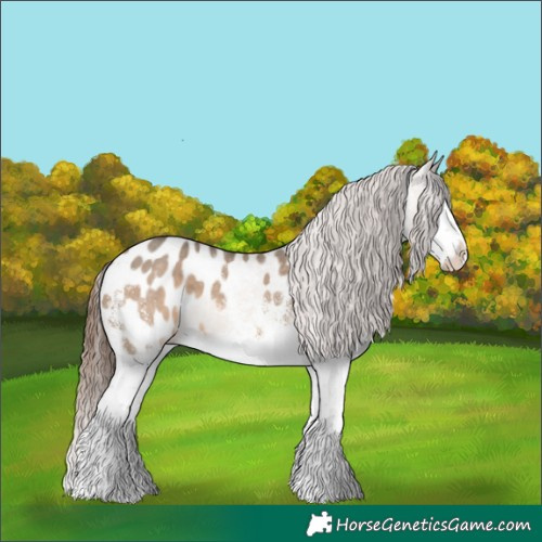 Horse Color:White Spotted Brown Dun Splash Appaloosa 
