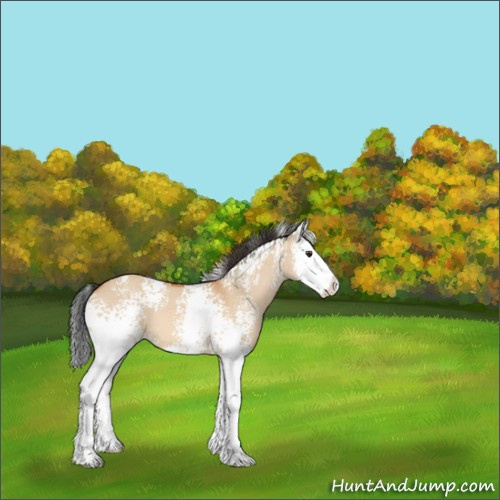 Horse Color:White Spotted Bay Dun Splash 