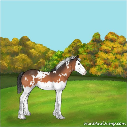 Horse Color:White Spotted Brown Splash 