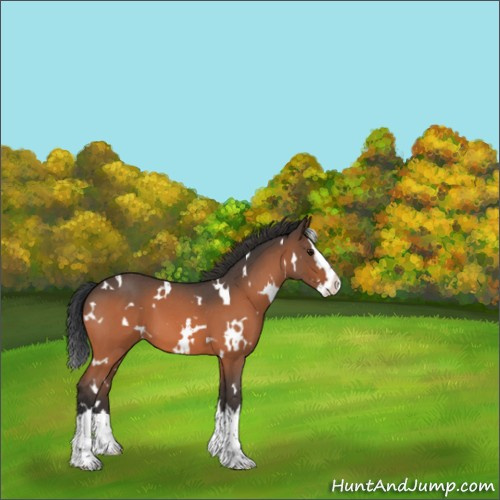 Horse Color:White Spotted Bay Roan Splash 