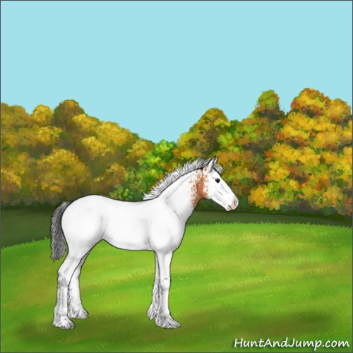 Horse Color:White Spotted Bay Splash 