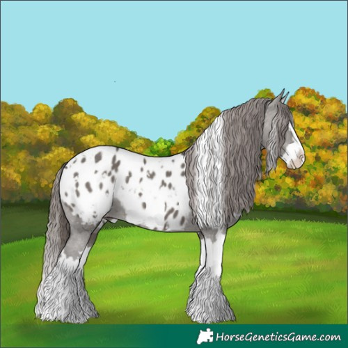 Horse Color:White Spotted Grullo Splash Appaloosa 