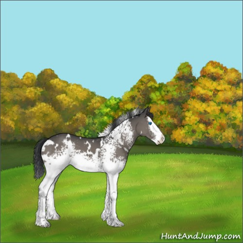Horse Color:White Spotted Grullo Splash 