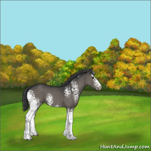 Horse Color:White Spotted Grullo Sabino Rabicano 