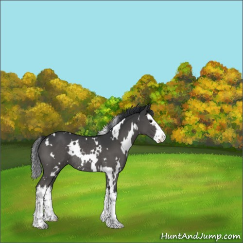 Horse Color:White Spotted Grullo Sabino Splash Rabicano 