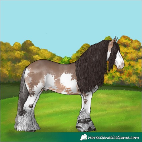 Horse Color:Bay Dun Splash 