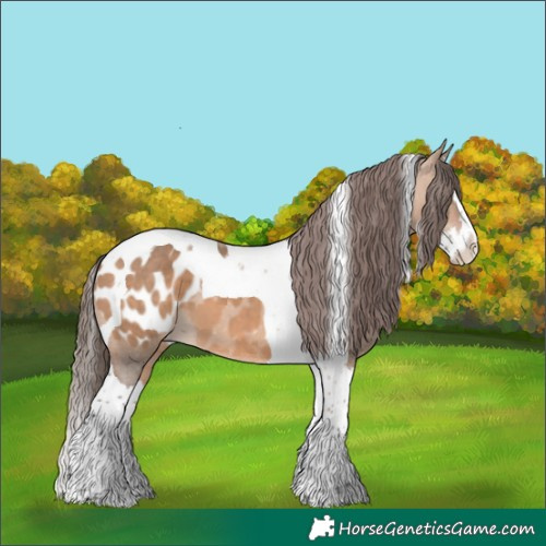Horse Color:Bay Dun Splash Tobiano Appaloosa 