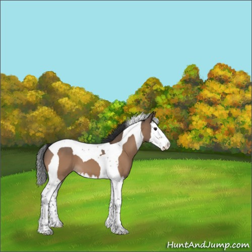 Horse Color:Brown Dun Splash Tobiano 