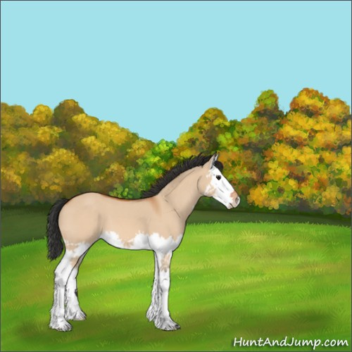 Horse Color:Bay Dun Splash 