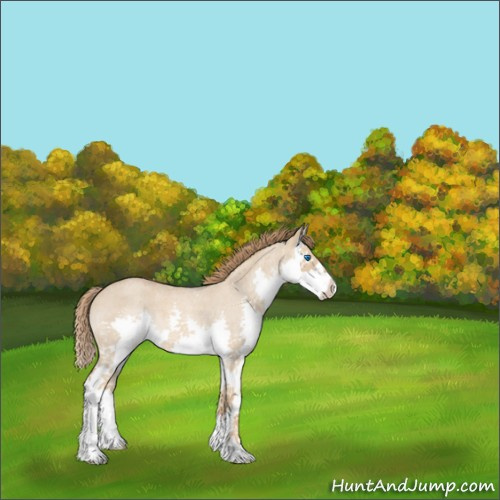 Horse Color:Red Dun Roan Splash 