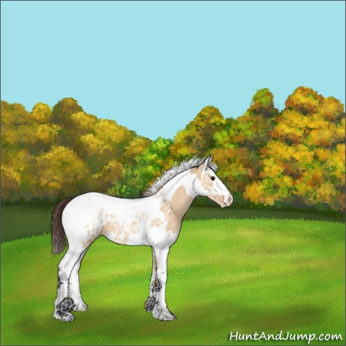 Horse Color:Bay Dun Splash Tobiano Appaloosa 