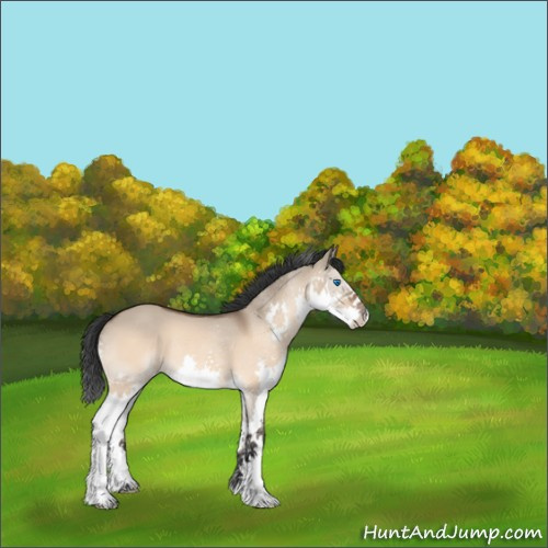 Horse Color:Bay Dun Sabino Splash Rabicano 