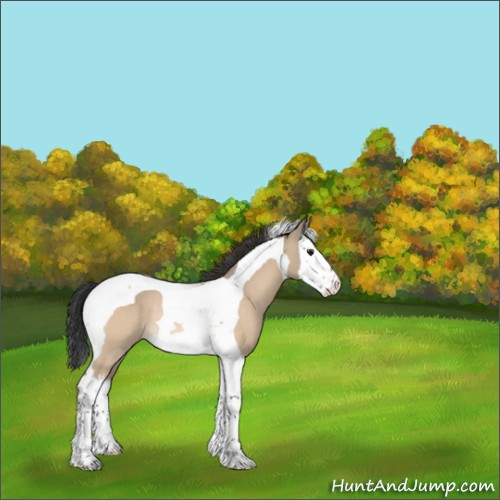 Horse Color:Brown Dun Sabino Splash Tobiano Rabicano 
