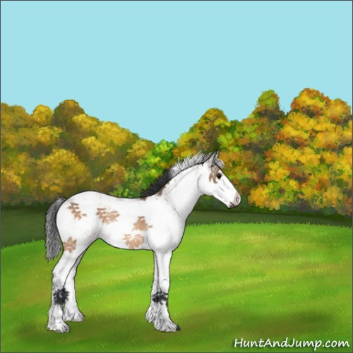 Horse Color:Bay Dun Sabino Splash Rabicano 