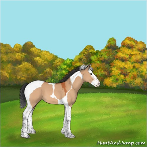Horse Color:Bay Dun Splash Tobiano 