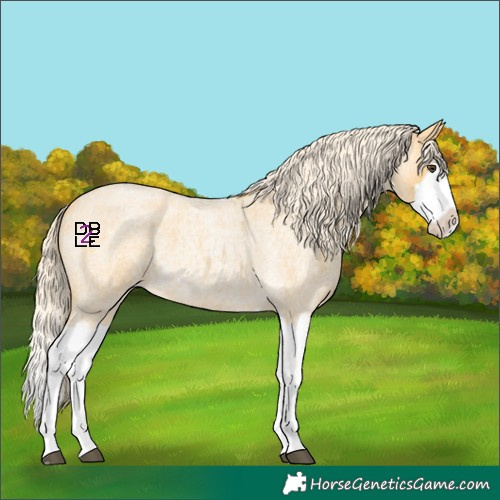 Horse Color:Palomino Roan Splash 