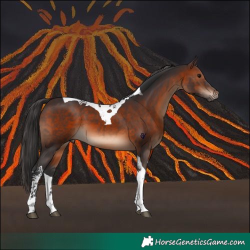 Horse Color:Brown Tobiano 