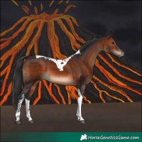 Horse Color:Brown Tobiano 