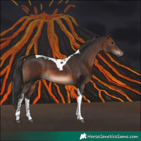Horse Color:Brown Tobiano 