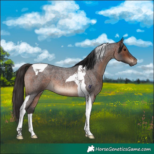 Horse Color:Brown Roan Tobiano 