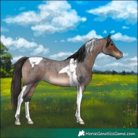 Horse Color:Brown Roan Tobiano 
