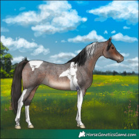Horse Color:Brown Roan Tobiano