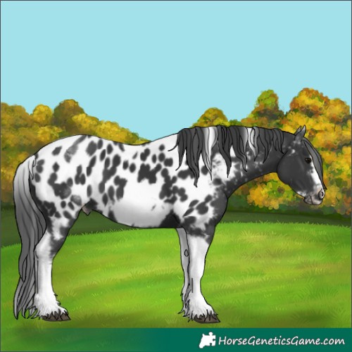 Horse Color:White Spotted Black Splash Tobiano Frame Appaloosa 