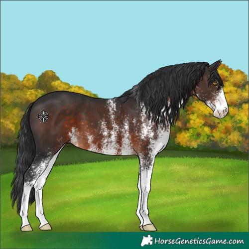 Horse Color:White Spotted Brown 