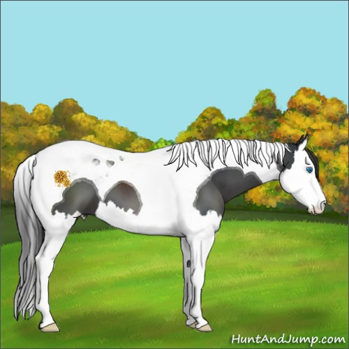 Horse Color:Black Splash Tobiano 