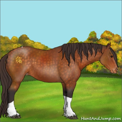 Horse Color:Buckskin Tobiano Appaloosa 