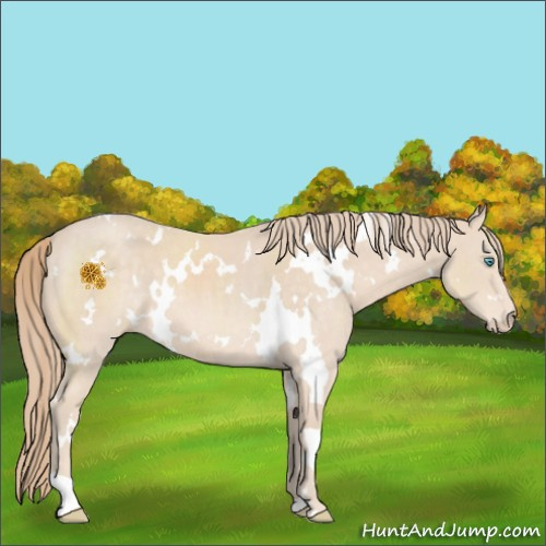 Horse Color:White Spotted Perlino 