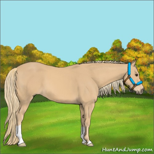 Horse Color:Chestnut Mushroom 