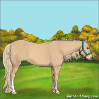 Horse Color:Chestnut Mushroom 
