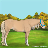 Horse Color:Chestnut Mushroom