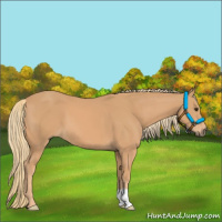 Horse Color:Chestnut Mushroom
