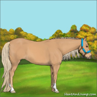 Horse Color:Chestnut Mushroom 