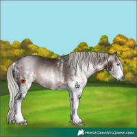 Horse Color:Gray White Spotted Silver Brown Rabicano 