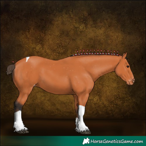 Horse Color:Bay Tobiano Appaloosa 